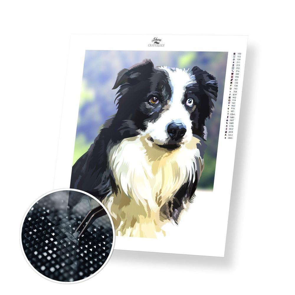 Border Collie Dog - Diamond Painting Kit