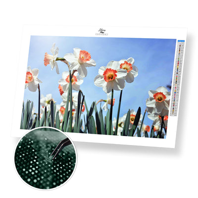 Field of Daffodils - Premium Diamond Painting Kit