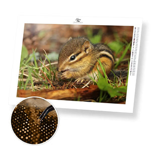 Chipmunk Close-up - Premium Diamond Painting Kit - 40x30cm / 16x12’’ / Square (Most Popular) - Diamond Painting Kit