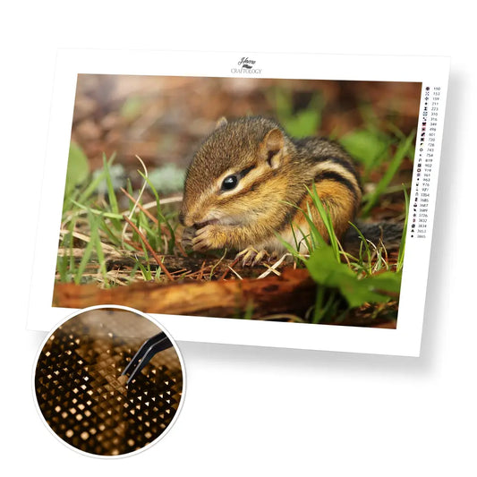 Chipmunk Close-up - Premium Diamond Painting Kit - 40x30cm / 16x12’’ / Square (Most Popular) - Diamond Painting Kit