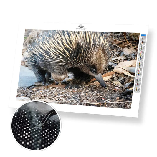 Echidna - Premium Diamond Painting Kit - 45x30cm / 18x12’’ / Square (Most Popular) - Diamond Painting Kit
