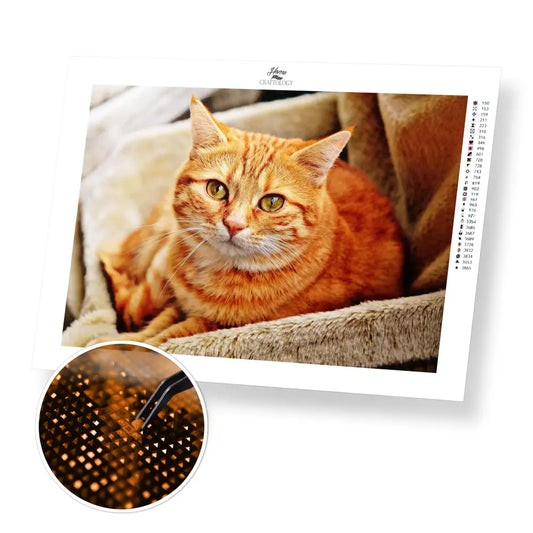 Orange Cat - Premium Diamond Painting Kit - 40x30cm / 16x12’’ / Square (Most Popular) - Diamond Painting Kit