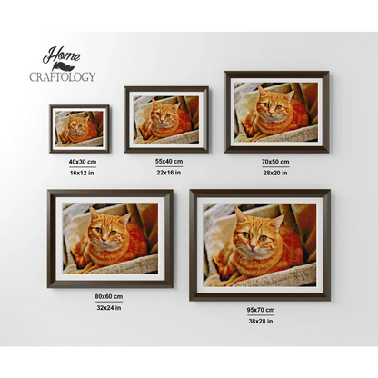 Orange Cat - Premium Diamond Painting Kit - Diamond Painting Kit