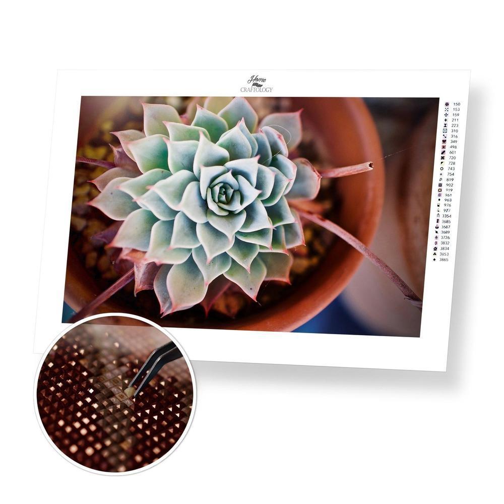 Afterglow Succulent - Diamond Painting Kit - Home Craftology