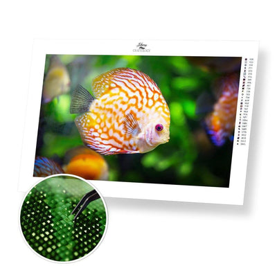 Discus Fish - Diamond Painting Kit - Home Craftology