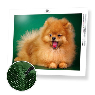 Dog Pomeranian - Diamond Painting Kit - Home Craftology