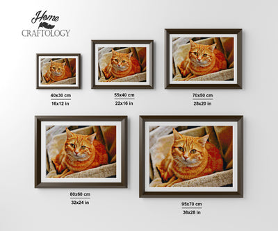 Orange Cat - Premium Diamond Painting Kit