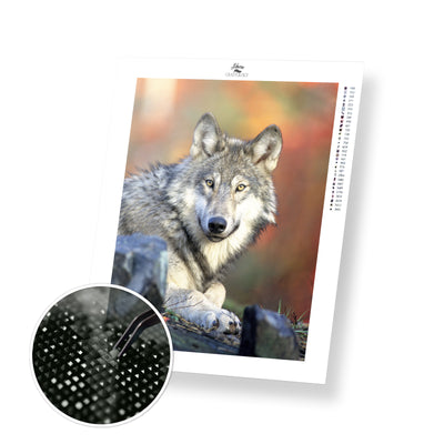 Gray Wolf - Premium Diamond Painting Kit