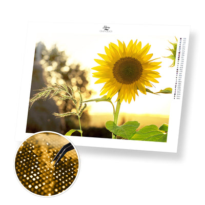 Fresh Sunflowers - Premium Diamond Painting Kit