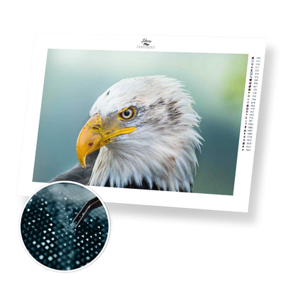 Bald Eagle - Premium Diamond Painting Kit