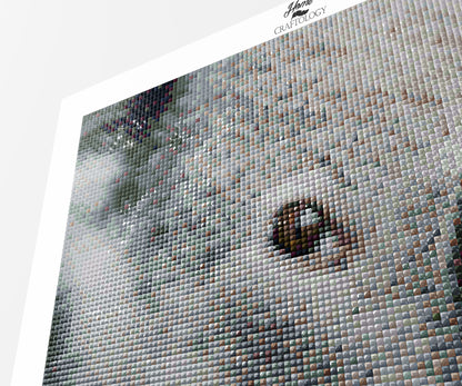 Koala Close-up - Premium Diamond Painting Kit