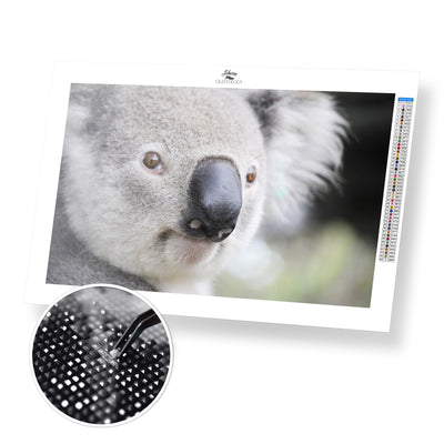 Koala Close-up - Premium Diamond Painting Kit