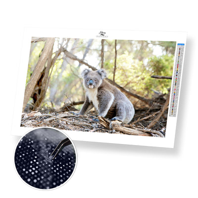 Koala in the Wild - Premium Diamond Painting Kit