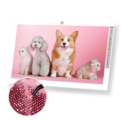 Cats and Dogs Photoshoot - Premium Diamond Painting Kit