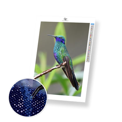 Hummingbird Resting - Premium Diamond Painting Kit