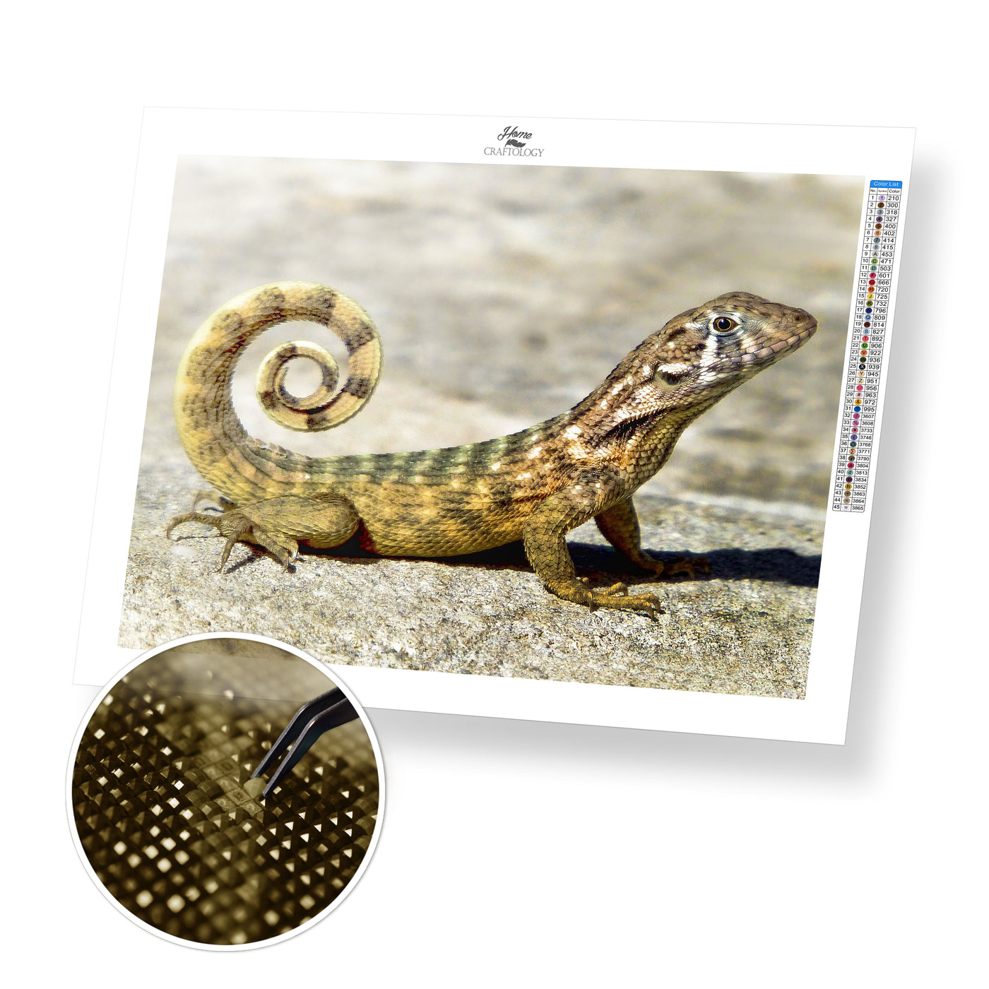 Curly-tailed Lizard - Premium Diamond Painting Kit