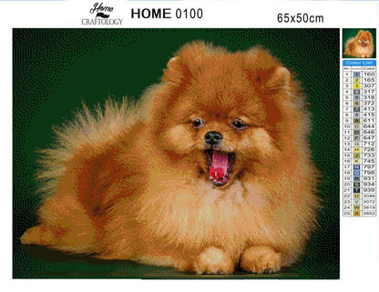 Dog Pomeranian - Premium Diamond Painting Kit