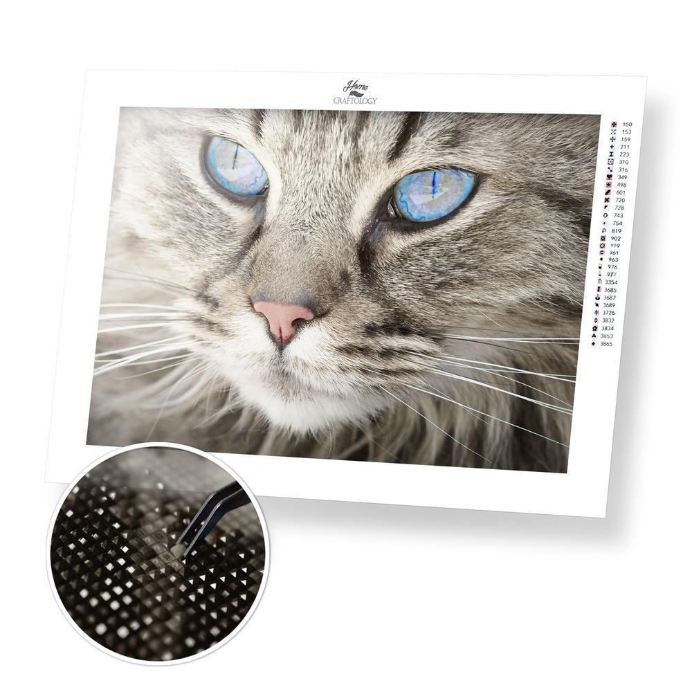 Tabby Cat - Premium Diamond Painting Kit