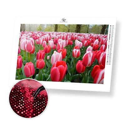 Two Toned Tulips - Diamond Painting Kit - Home Craftology